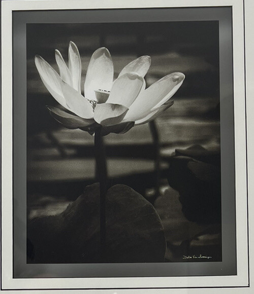 Tangletown Lotus Flower VIII By Debra Van Swearingen Framed Print Wall Art