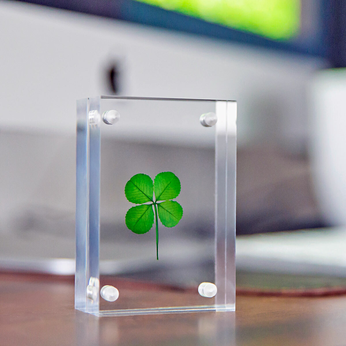Genuine Four Leaf Clover Suspended in a Acrylic Free Standing Block Frame AF-4F
