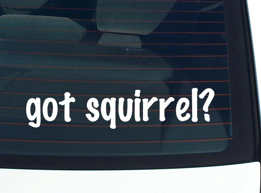 got squirrel? CAR DECAL BUMPER STICKER VINYL FUNNY JOKE WINDOW
