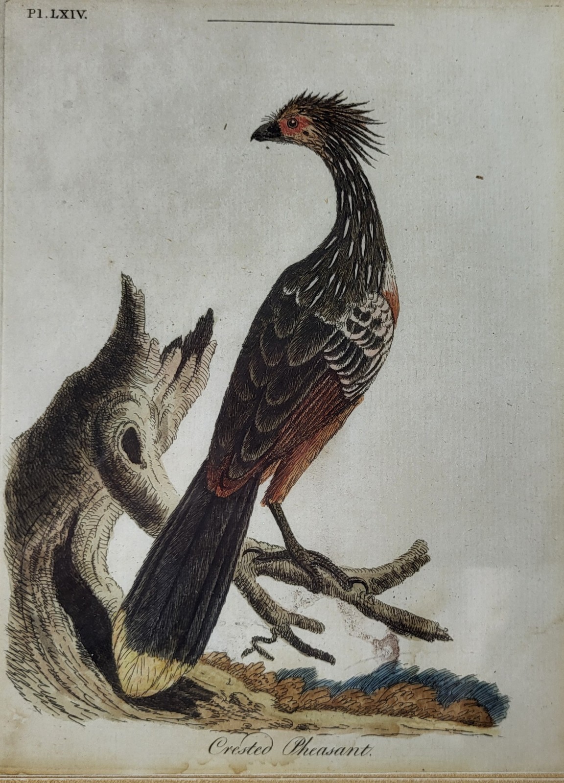 Antique Hand Colored Print Crested Pheasant Bird in Original Lemon Gilt Frame