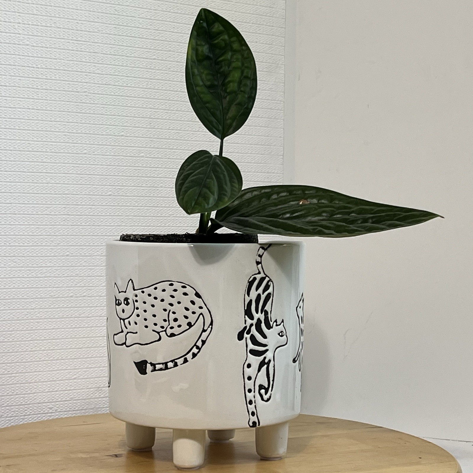 CATS Footed Ceramic Planter Flower Pot Black & White Spotted Animals Cat Lover