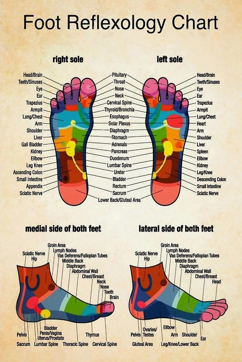 Massage Therapist Foot Reflexology Chart 1 Poster, Vintage Poster Unframe