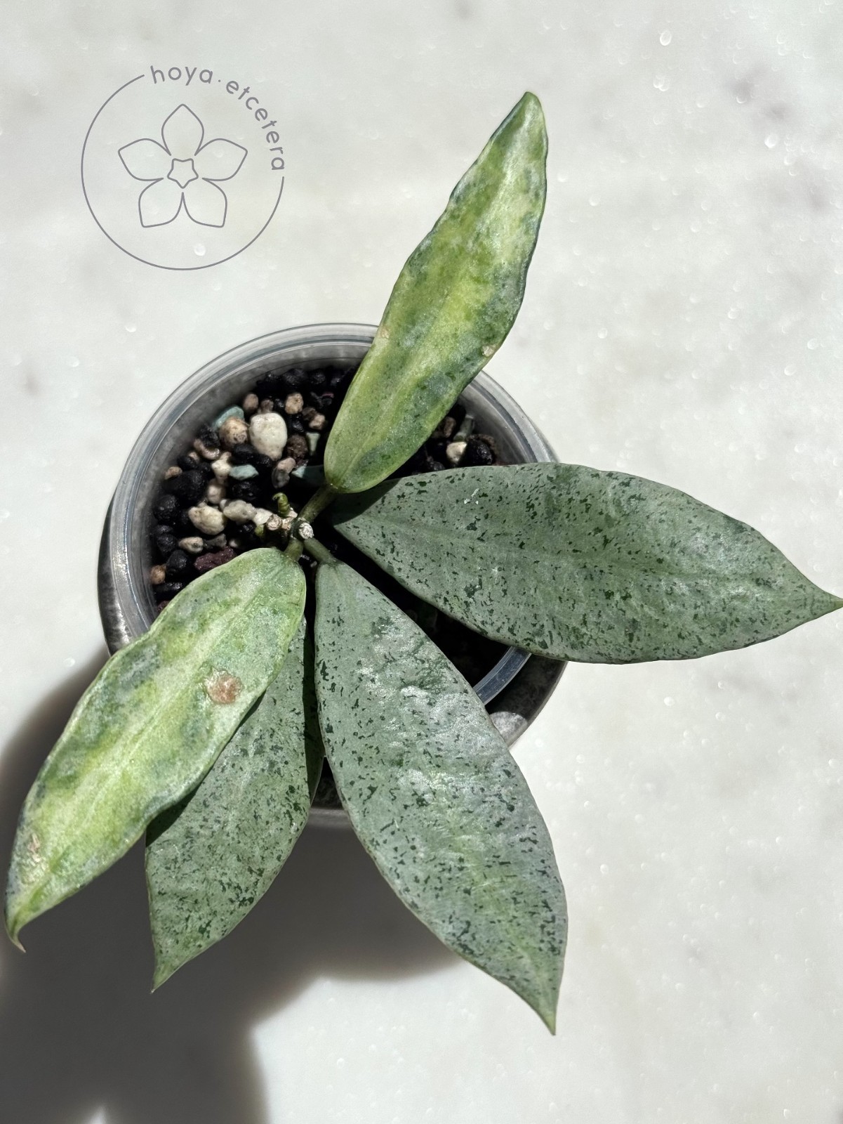 Hoya Lacunosa Winter Pandora Silver Real Picture
