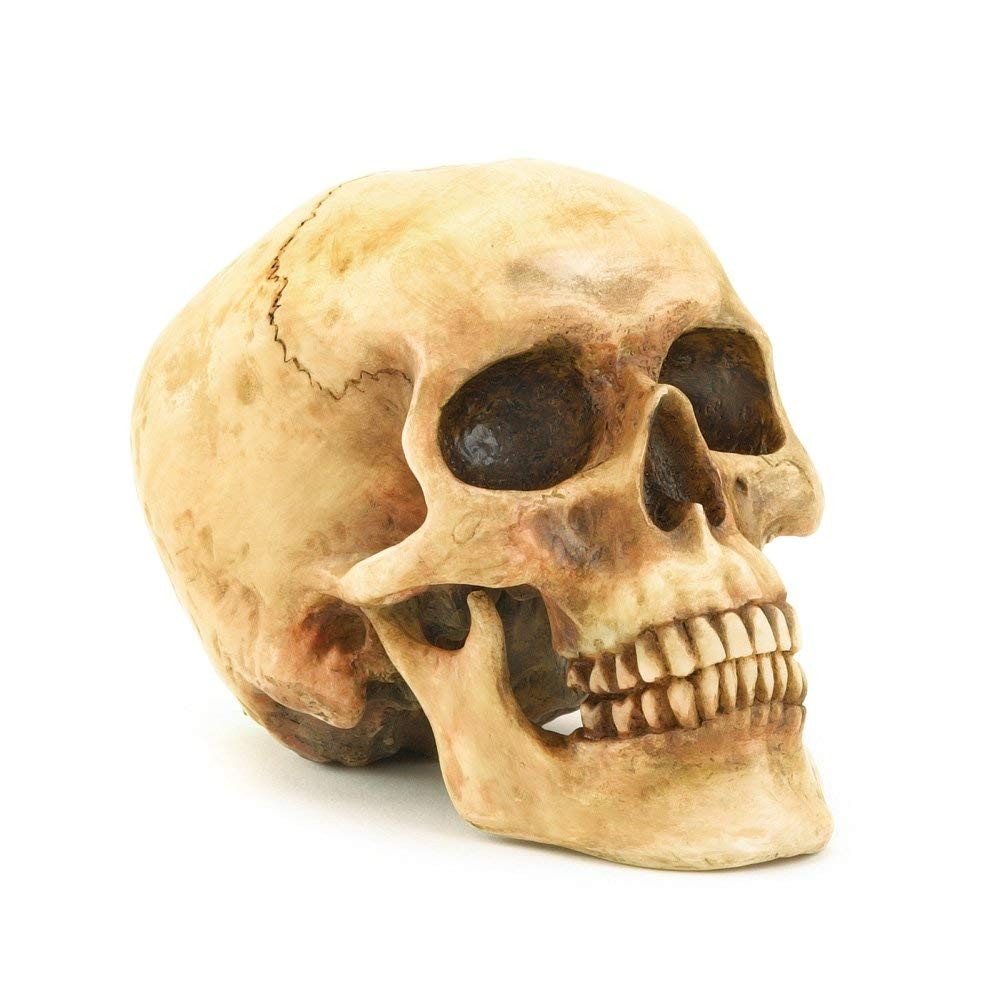 Grinning Highly Realistic Replica Human Skull Statue Home Décor 6.5×4.25×4.6″