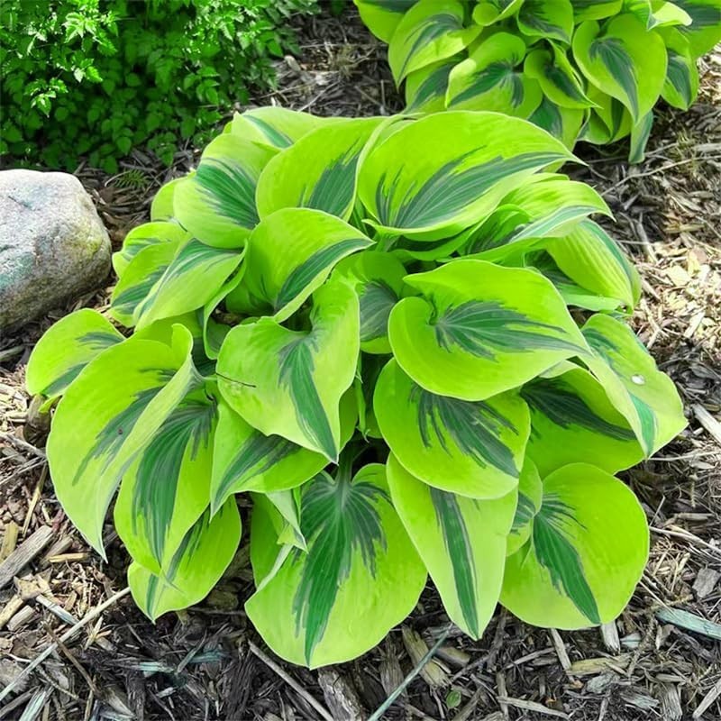 170+ Mix Hosta Seeds for Planting – Perennial Shade Garden Plant Seeds