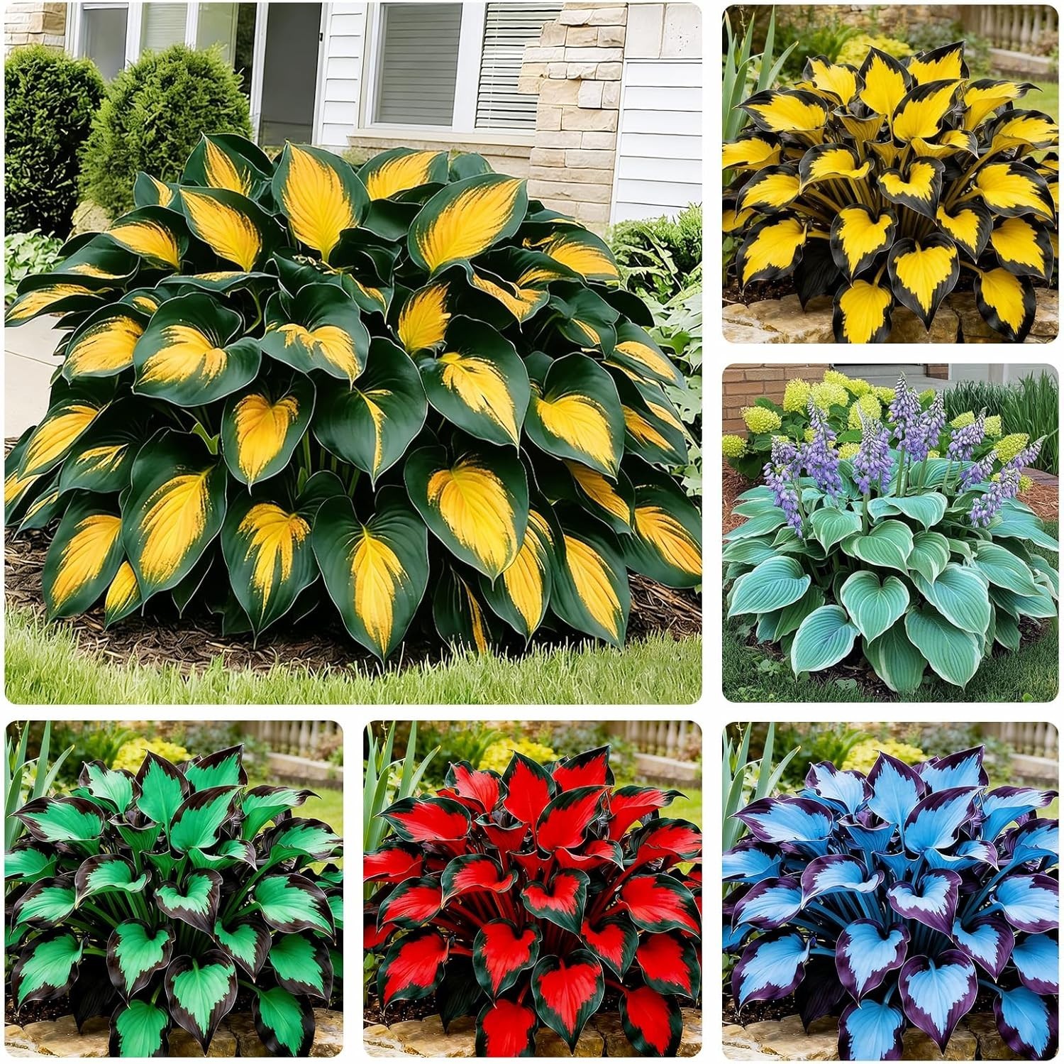 170+ Mix Hosta Seeds for Planting – Perennial Shade Garden Plant Seeds